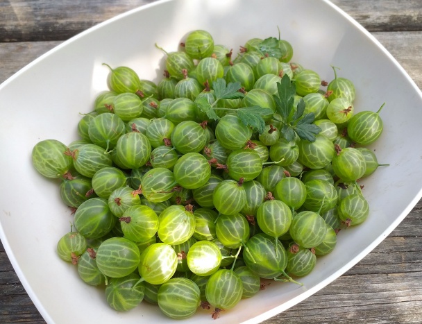 Egrešové metamorfózy (fotorecept) - obrázok 1