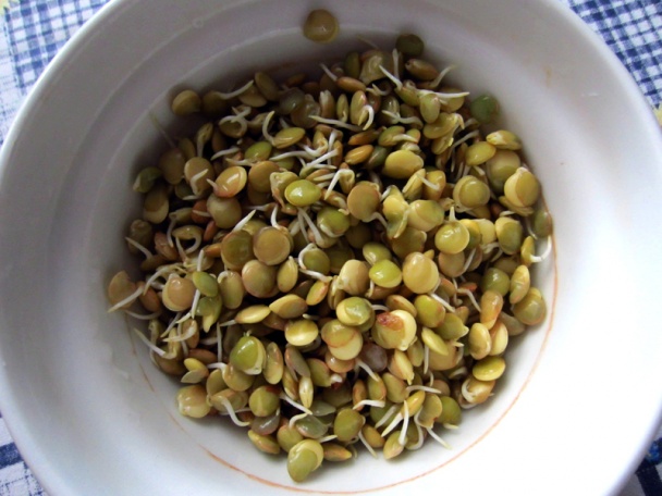 Živá miska (fotorecept) - obrázok 3