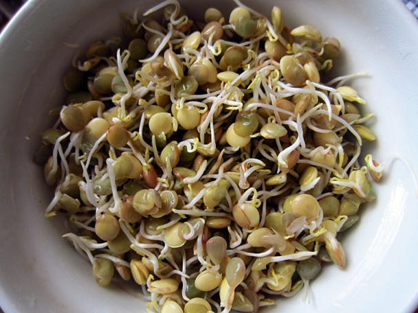 Živá miska (fotorecept) - obrázok 4