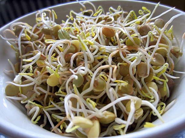 Živá miska (fotorecept) - obrázok 5