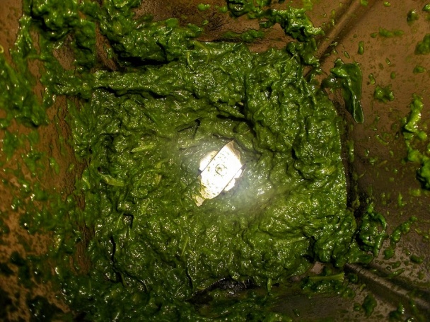 Špenátová roláda s plnkou zo stečeného jogurtu (fotorecept) - obrázok 2