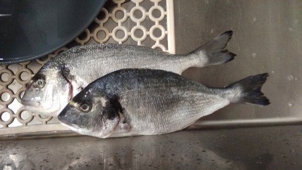 Pražma kráľovská (Orata, Sparus aurata) a slávky (fotorecept) - obrázok 1