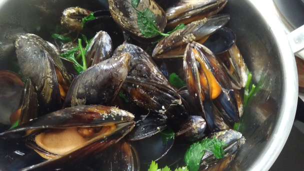 Pražma kráľovská (Orata, Sparus aurata) a slávky (fotorecept) - obrázok 5