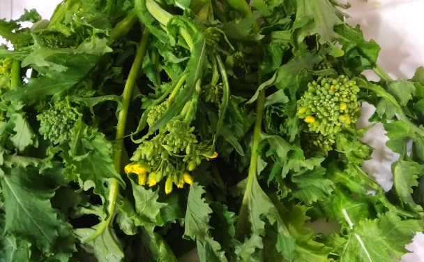  Cime di rapa (vrsky + listy) z okrúhlice/vodnice (fotorecept) bud to necháte takto,alebo vás ziadam - obrázok 1