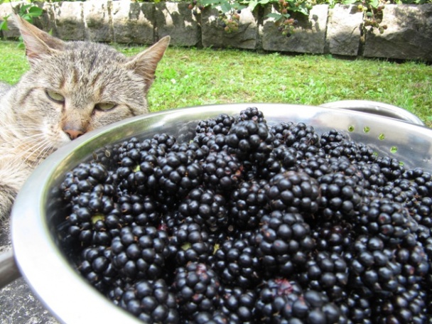 Bohatý černicový koláč (fotorecept) - obrázok 2