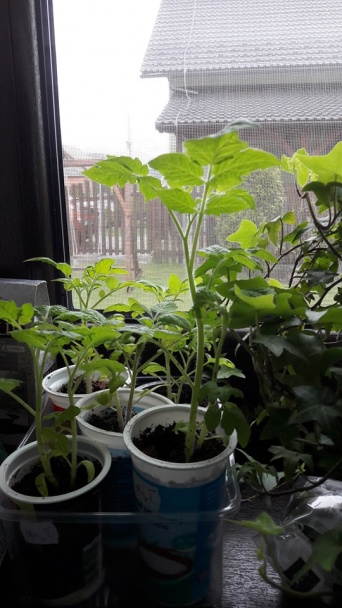 Francúzsky pomarančový koláčik  - obrázok 4