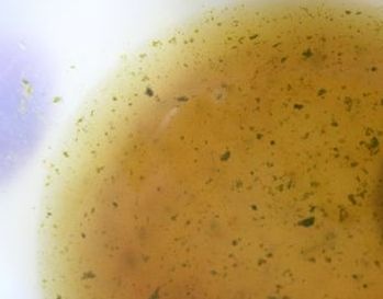 Bavorský zemiakový šalát (fotorecept) - obrázok 2