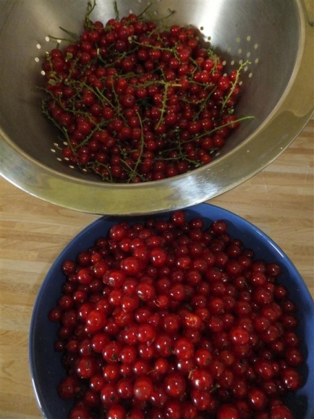 Super ríbezľový koláčik - obrázok 3