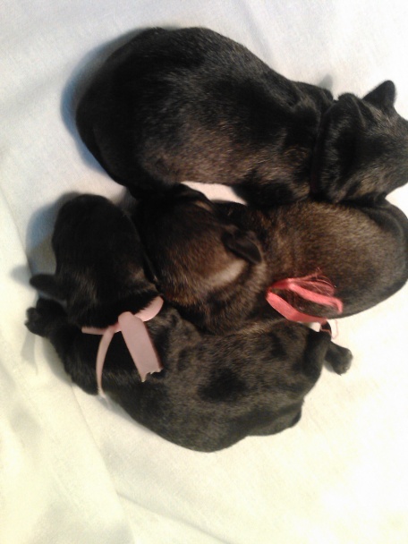 Juhoslovanský koláč (fotorecept) - obrázok 12