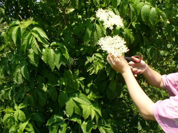 Fantastická bazová limonáda alebo Ako chutí vôňa (fotorecept) - obrázok 2