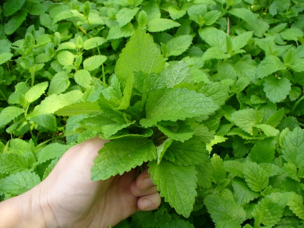 Fantastická bazová limonáda alebo Ako chutí vôňa (fotorecept) - obrázok 4