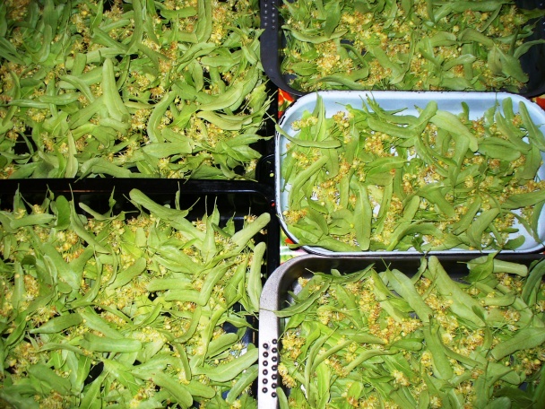 LIPOnáda (fotorecept) - obrázok 1