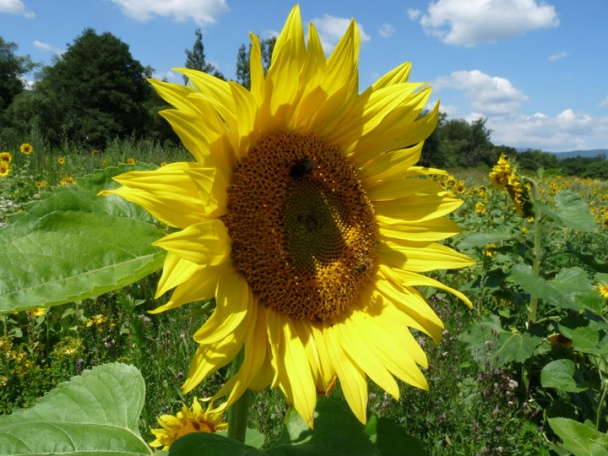 Lístkové chuťovky s bryndzovou plnkou (fotorecept) - obrázok 10