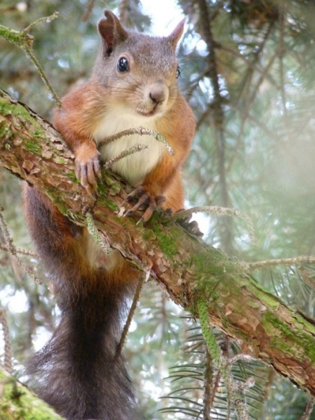 Lístkové chuťovky s bryndzovou plnkou (fotorecept) - obrázok 11