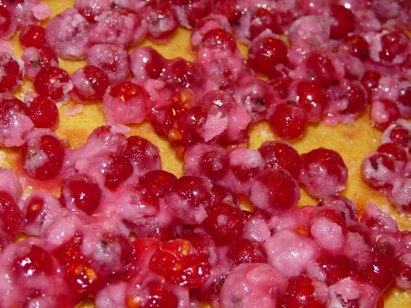 Svieži koláč z čerstvých ríbezlí (fotorecept) - obrázok 10