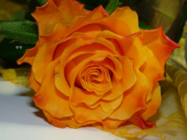 Ananásová roláda (fotorecept) - obrázok 14