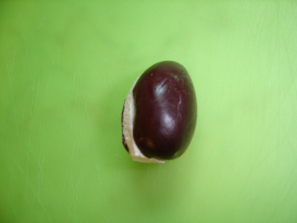 Olivový tučniak - obrázok 5