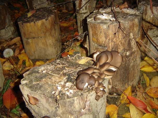 Kapustovico-hlivovica - krémová kapustová polievka s hlivou (fotorecept)   - obrázok 1