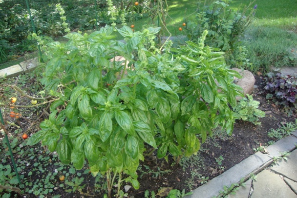 Zeleninová polievka s lyžicou nastojato - obrázok 7