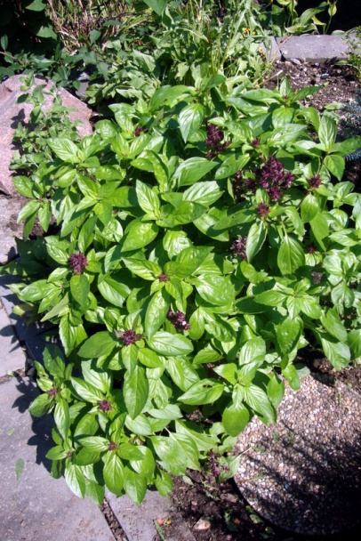 Hrianky s vyšperkovanými jaderníkmi papriky, sťaby raňajkový - mňamec Nušta 90 - (fotorecept) - obrázok 9