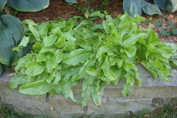 Dusený šťavel v bešamelovej omáčke – vyšperkovaný (fotorecept) - obrázok 5