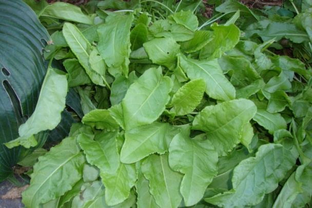 Dusený šťavel v bešamelovej omáčke – vyšperkovaný (fotorecept) - obrázok 6