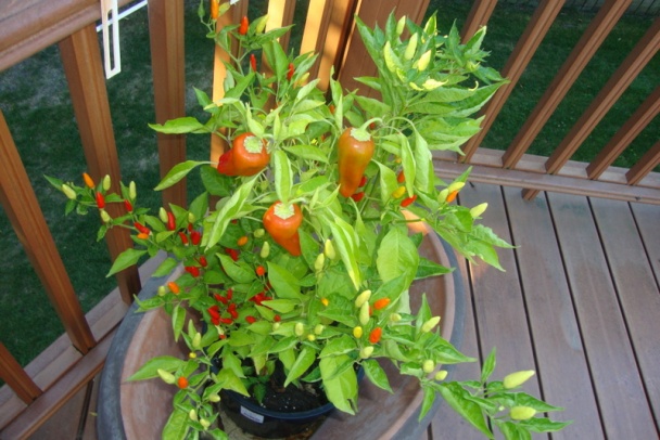 Karfiolová polievka  kombinovaná  (fotorecept) - obrázok 9