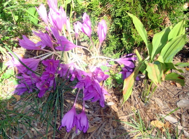 Zemiakový šalát - októbrový (fotorecept) - obrázok 9