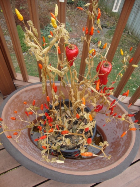 Šrácova kuchárska predzásypka - obrázok 3