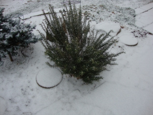 Rizoto s mladými cuketami a  šunkovou salámou (fotorecept) - obrázok 9