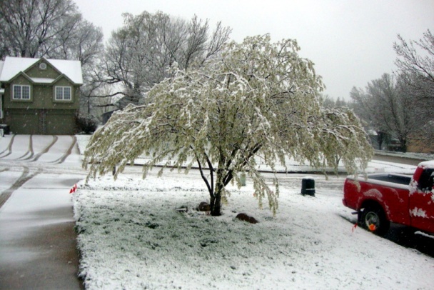 Praženica pre nežnú ½ s chlopskými šmakmi (fotorecept) - obrázok 8