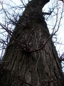 Polievka s hríbovým prachom – Zelenoštvrtková (fotorecept) - obrázok 9