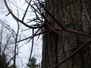 Polievka s hríbovým prachom – Zelenoštvrtková (fotorecept) - obrázok 10