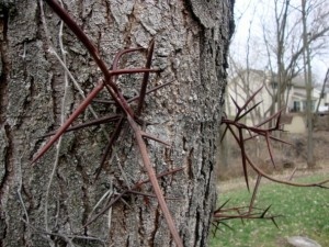 Polievka s hríbovým prachom – Zelenoštvrtková (fotorecept) - obrázok 11