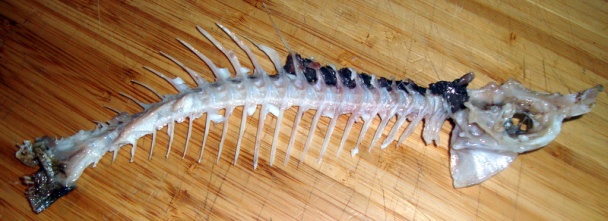 Lahodná rybka - Porgy Scup - s ľadovým šalátom a marhuľami (fotorecept) - obrázok 10