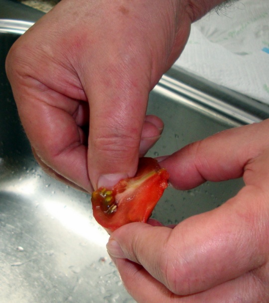 Gratinované paradajky s bazaličkou voňavou (fotorecept) - obrázok 4