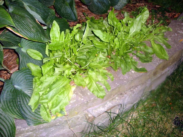 Strapatý chlebík s jadrincovo-šunkovým prekvapením (fotorecept) - obrázok 12