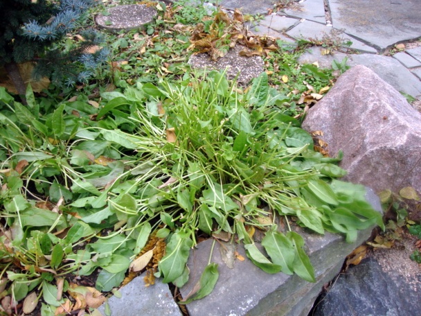 Kuracie stehná s cesnakom na tymiane a sherry (fotorecept) - obrázok 6