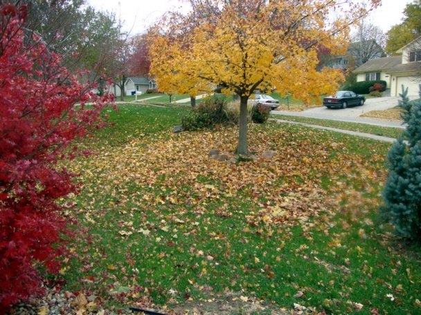 Kuracie stehná s cesnakom na tymiane a sherry (fotorecept) - obrázok 7