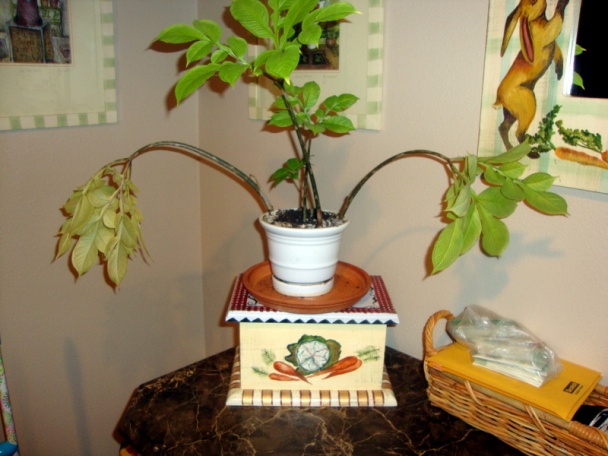 Kuracie stehná s cesnakom na tymiane a sherry (fotorecept) - obrázok 8