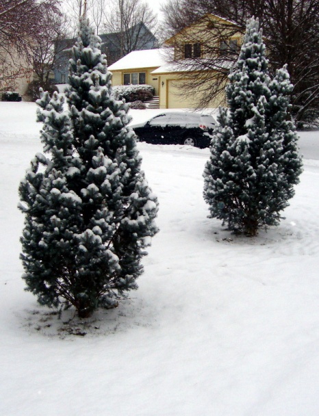Voňavá zemiaková polievka s plejádou húb (fotorecept) - obrázok 1
