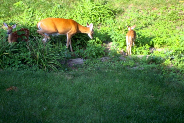 Paradajková polievka špeciál po mojom (fotorecept) - obrázok 11