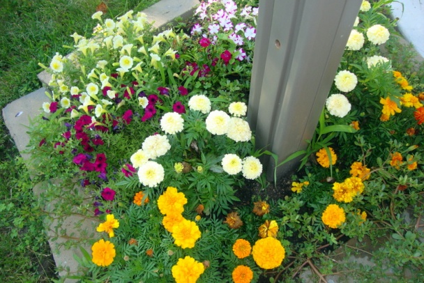 Halušky s čerstvými hríbami, môj hubársky sen (fotorecept) - obrázok 15