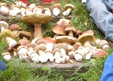 Lahodná smržová praženica s medvedím cesnakom - obrázok 4