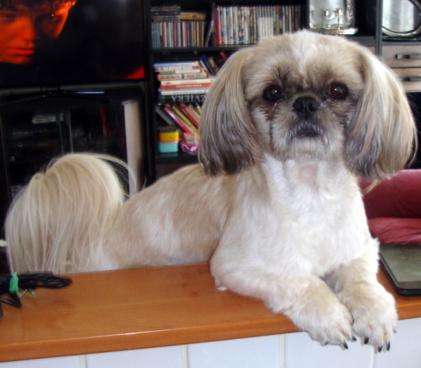 Lahodná smržová praženica s medvedím cesnakom - obrázok 6