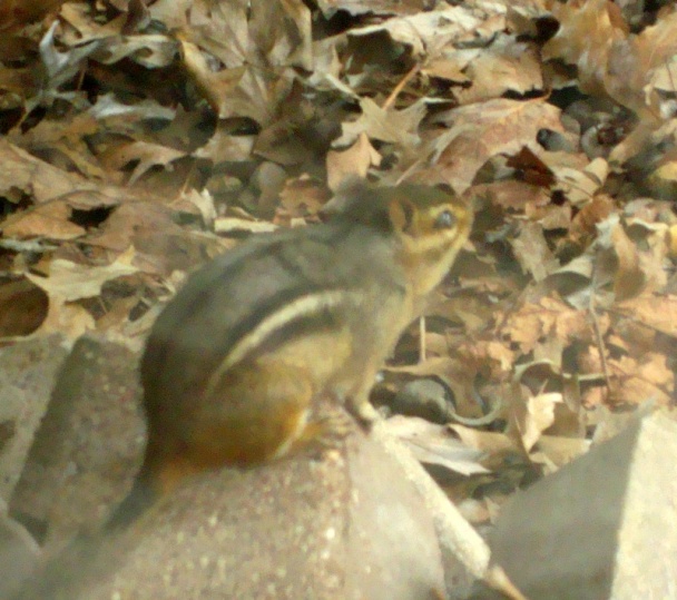 Hovädzie s vôňou Slovenského raja (fotorecept) - obrázok 15