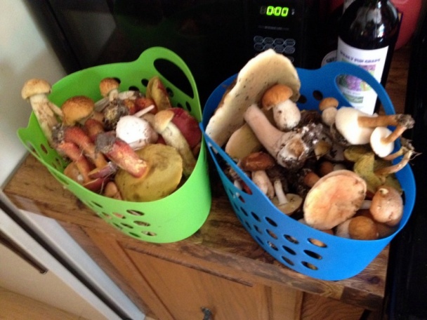 Dusené kráľovské trúby (fotorecept) - obrázok 12