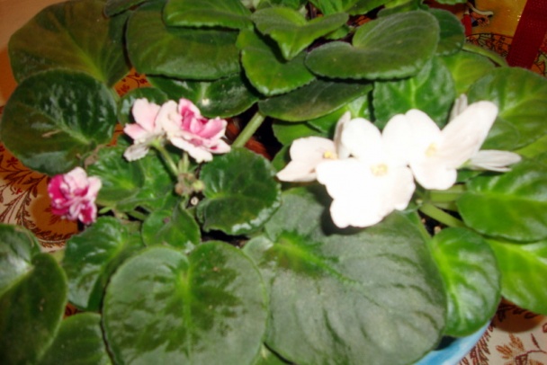 Mafiny s oštiepkom a zeleninovou prílohou (fotorecept) - obrázok 12