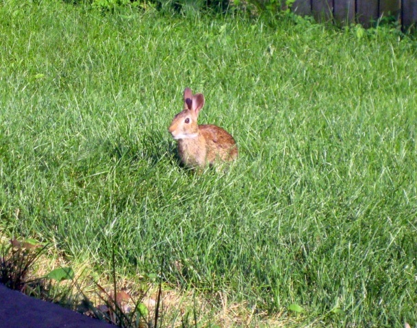 Omeleta s voňavou náplňou (fotorecept) - obrázok 11