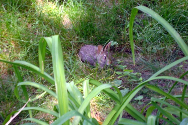Omeleta s voňavou náplňou (fotorecept) - obrázok 12